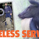 Image for article titled Stylish Elk Has Its Tire Necklace Removed By The Man UPDATED